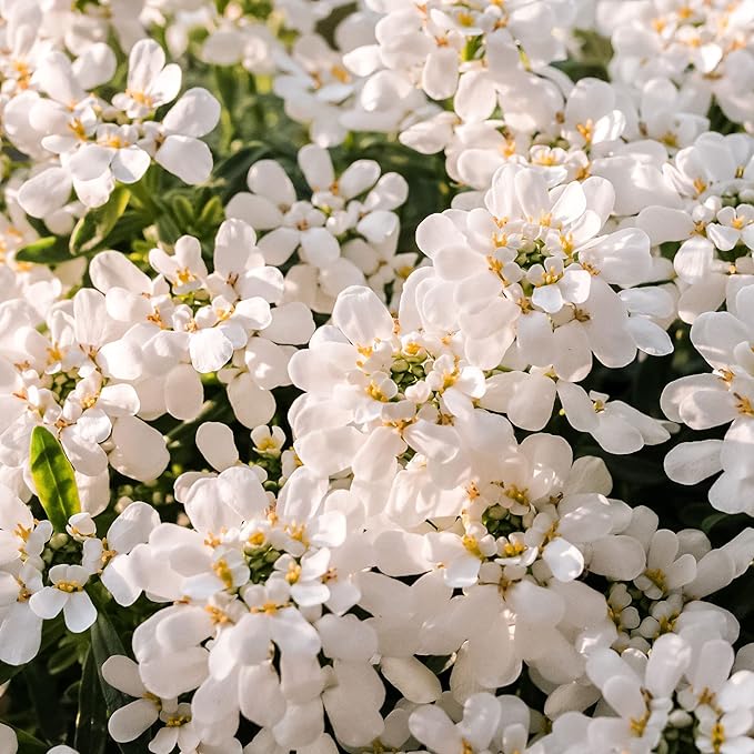 Semi di Candytuft – Iberis Sempervirens, Perenne Sempreverde a Bassa Crescita, Coprisuolo Profumato per Bordure – 20 Semi di Fiori