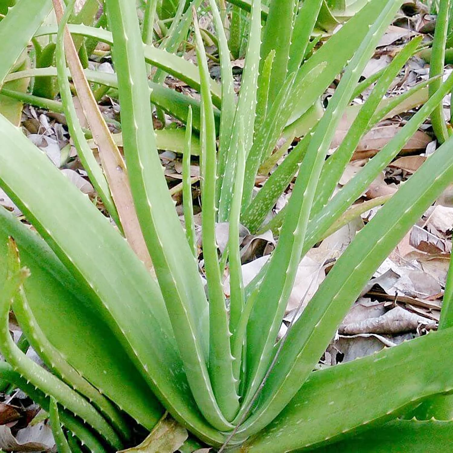 Semillas de Aloe Vera Perennes, Resistentes a Ciervos, de Bajo Mantenimiento, Atraen Polinizadores, Cubiertas de Suelo y Contenedores Decorativos