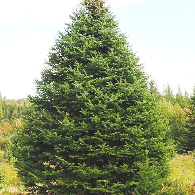 Semillas de Abeto Balsámico - Abies Balsamea, Árbol Conífero Perennifolio con Follaje Aromático y Forma Atractiva, Bajo Mantenimiento para Jardines y Parques - 30 Piezas