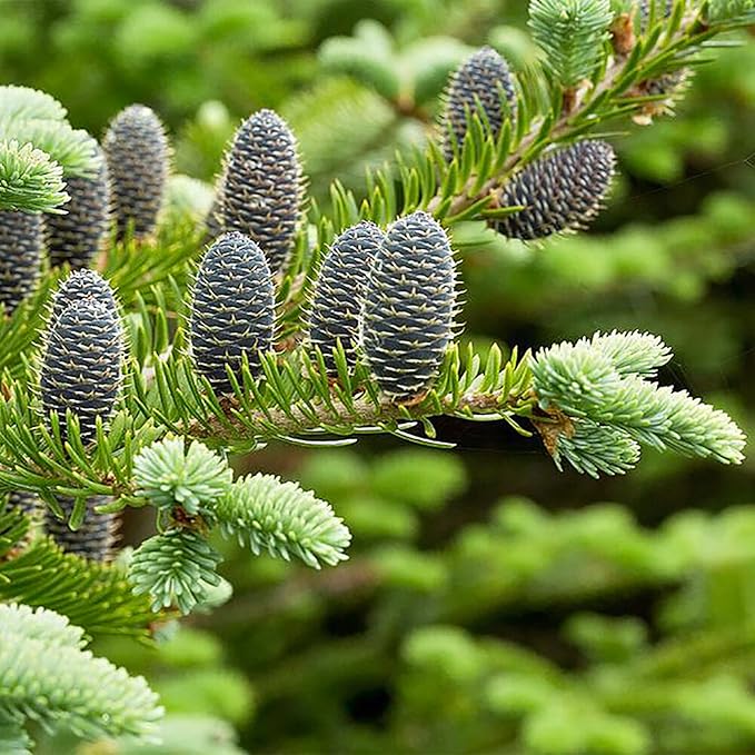 Semillas de Abeto Balsámico - Abies Balsamea, Árbol Conífero Perennifolio con Follaje Aromático y Forma Atractiva, Bajo Mantenimiento para Jardines y Parques - 30 Piezas