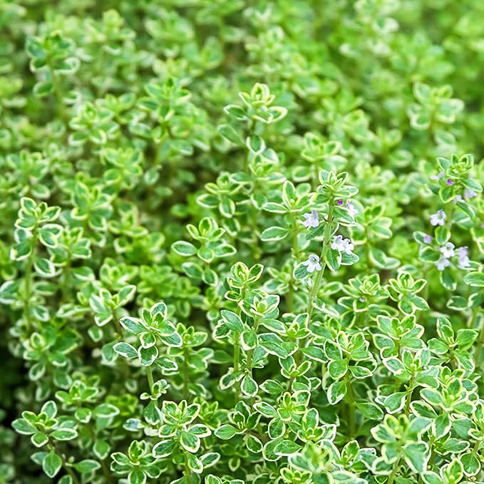Graines de Thym Citronné (Thymus Citriodorus) Parfumé, Persistant, Résistant aux Cerfs et aux Lapins, Tolérant à la Sécheresse, Couvre-sol Culinaire et Ornemental pour Patio, Conteneur, Intérieur Extérieur