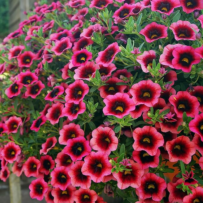 Mixed Calibrachoa Seeds, Vibrant Blooms for Stunning Garden Displays