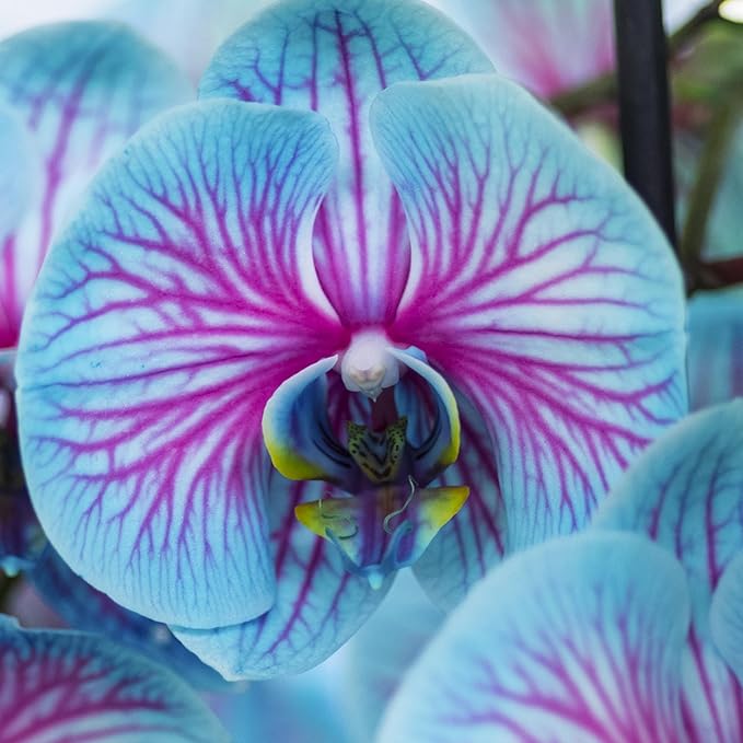 Phalaenopsis-Orchideen-Samen, seltene blaue und rosa Blüten