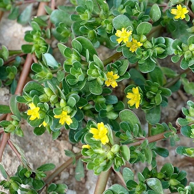 Dominando el arte de plantar y jardinería con Portulaca oleracea verde, una guía detallada para cultivar estas semillas de flores resistentes