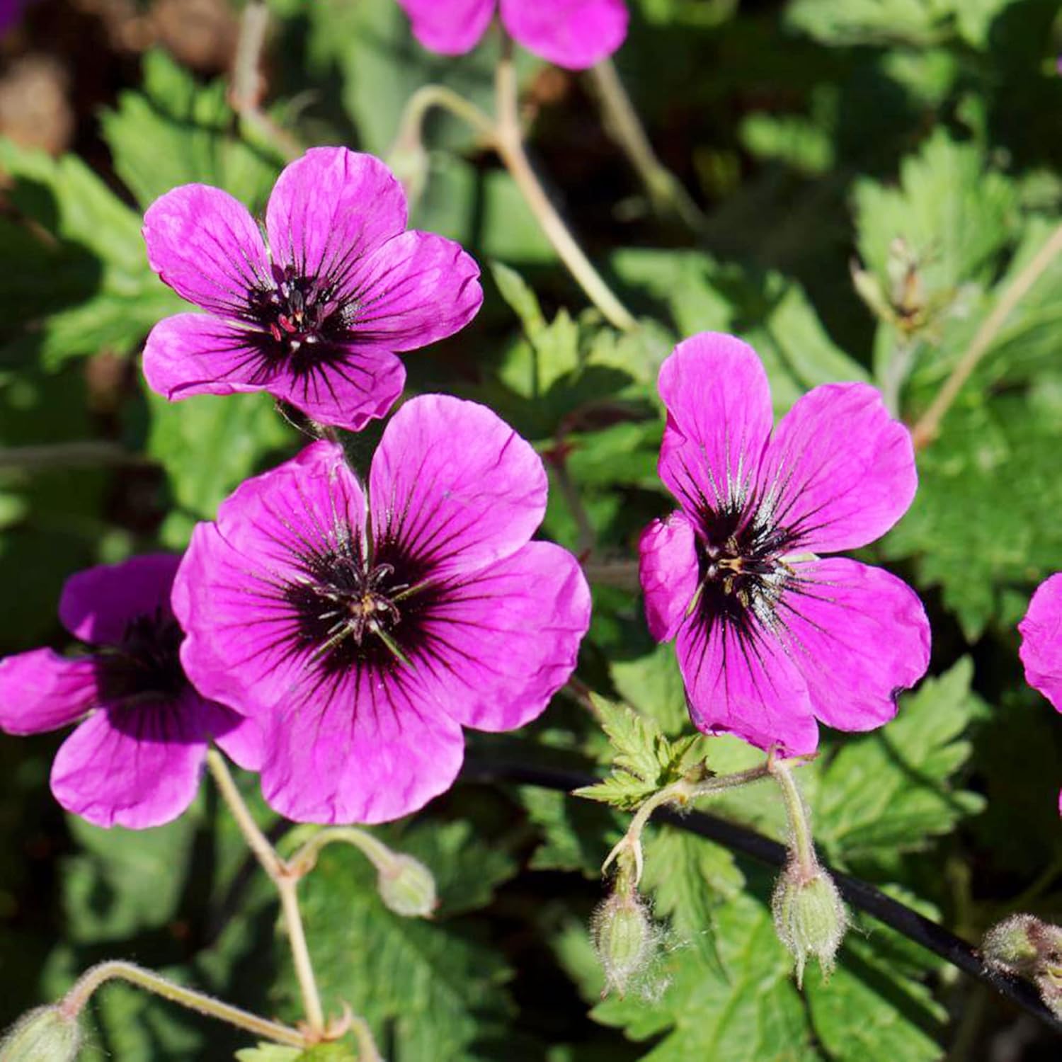 Semillas de Geranio Perennes Siempreverdes Cranesbill Atrae Mariposas Resistente a Ciervos y Conejos Cubierta de Suelo Jardín de Rocas Patio Exterior 200 Piezas Semillas de Flores