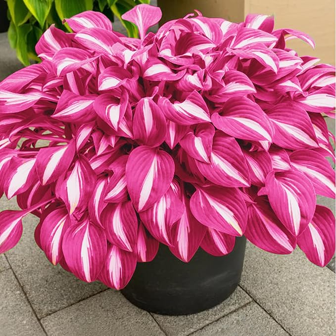 Pink White Hostas Seeds For Planting