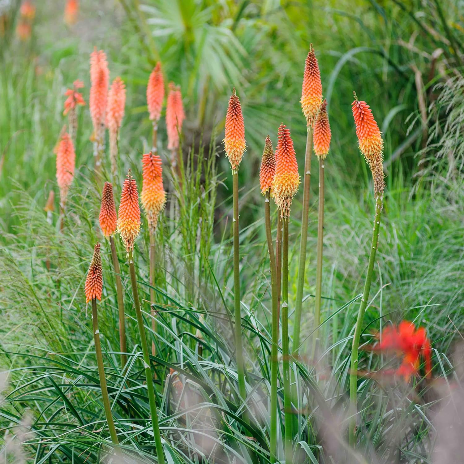 Semillas de Antorcha de Poker Rojo, Kniphofia Perenne Atrae Colibríes y Mariposas Semillas de Flores para Patio, Contenedor y Cama al Aire Libre