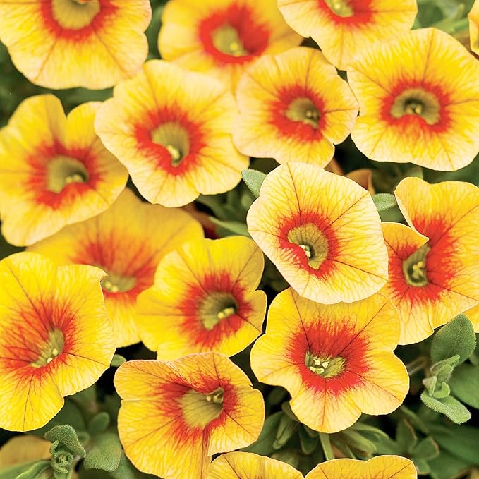 Semillas de flor de Calibrachoa para plantar Million Bells perenne herbáceo, atrae mariposas