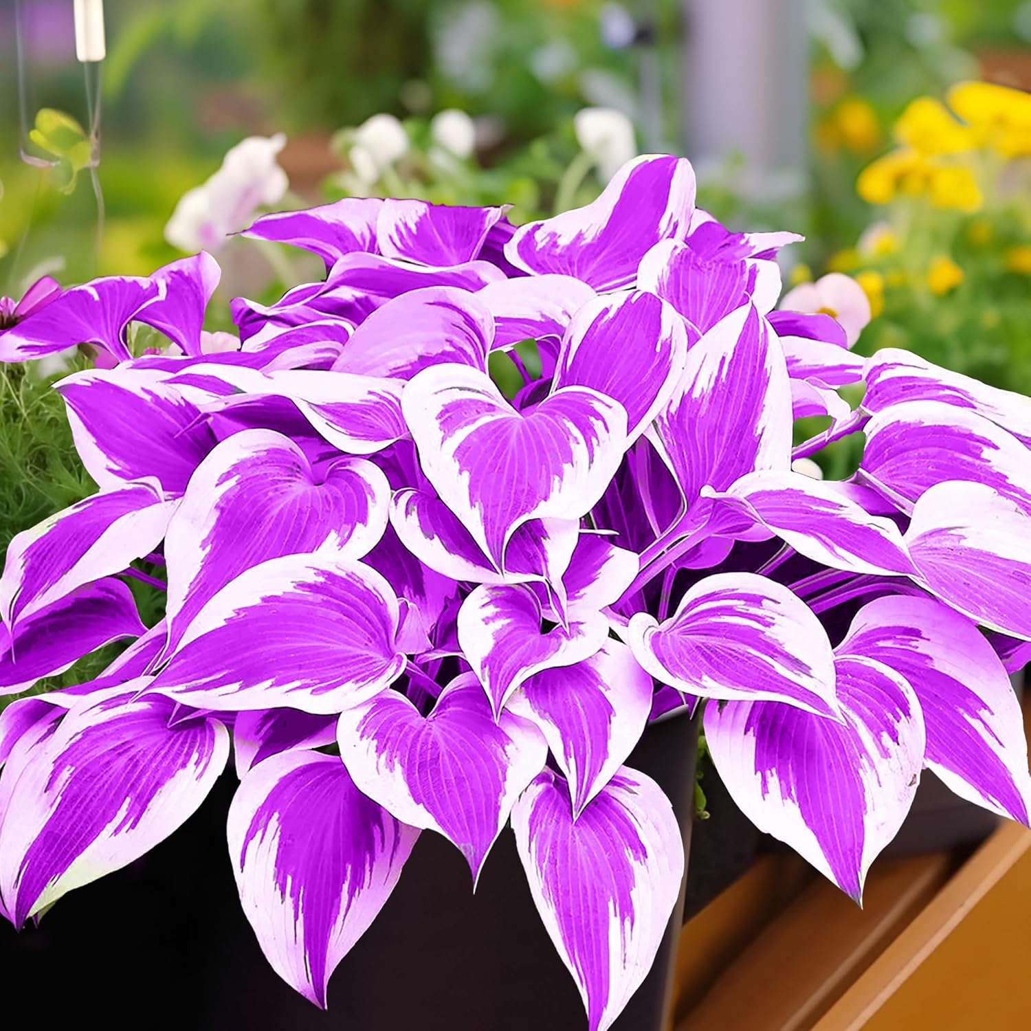 Semillas de Hosta Morada, Plantas Perennes de Hosta para Jardines al Aire Libre, Bajo Mantenimiento y Fáciles de Cultivar