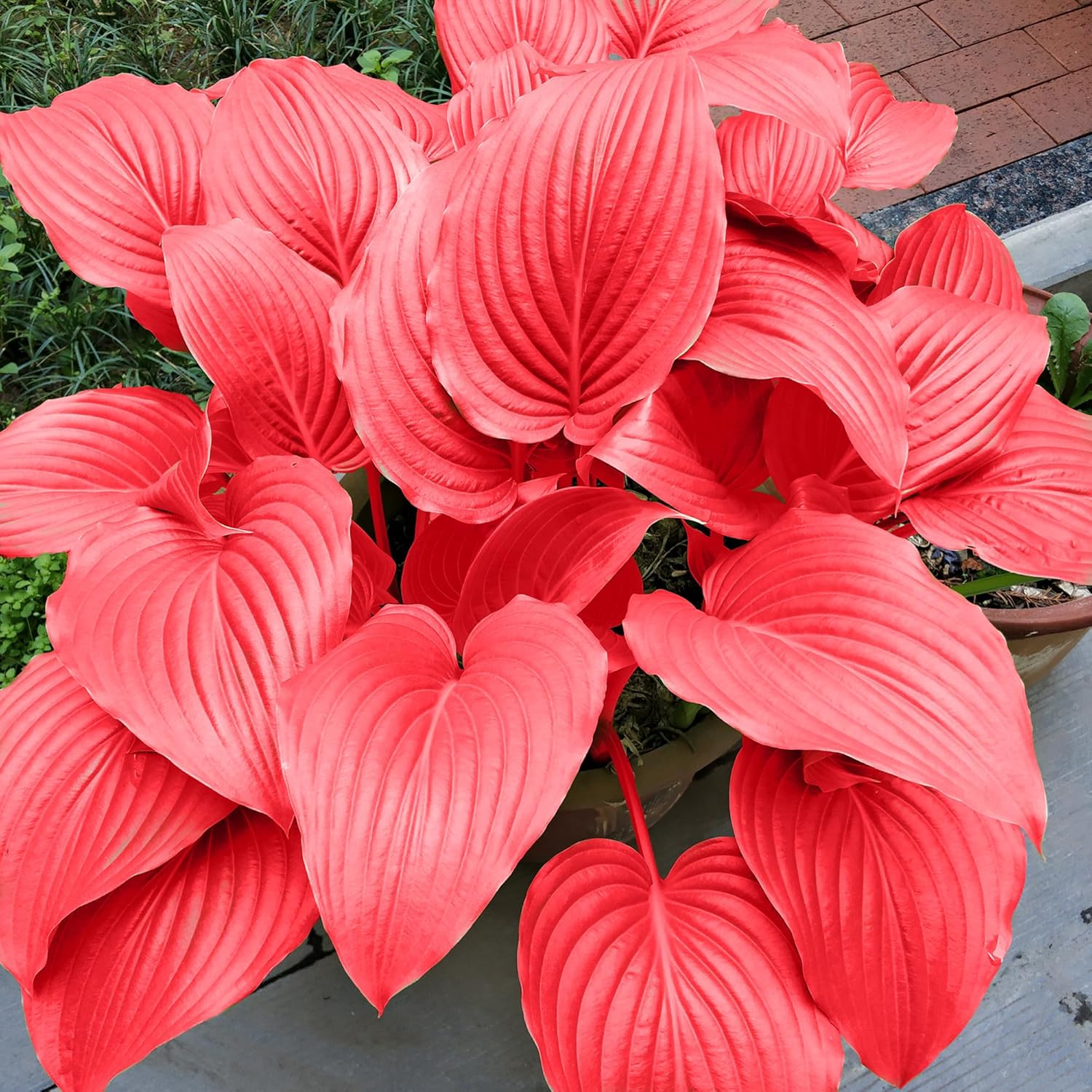 Semillas de Hosta Roja Ans Plantas Perennes Amantes de la Sombra para Jardines Interiores y Exteriores, Amigables con los Polinizadores y de Bajo Mantenimiento