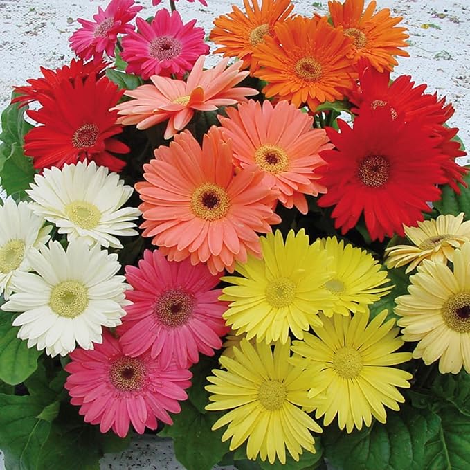 Gerbera-Mix, blühende Samen für wunderschöne Blüten, ideal für Pflanzen- und Gartenliebhaber