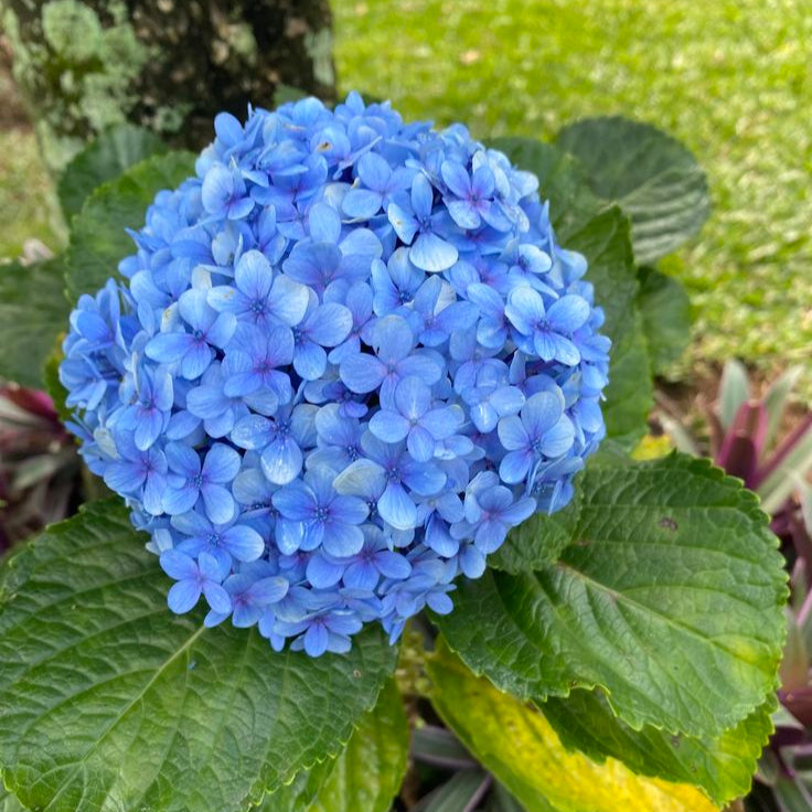 Semillas de Hortensia Azul Real - Flores Vibrantes para Tu Jardín, Instrucciones de Plantación Incluidas