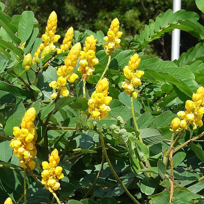 Cassia Alata Seeds - Senna Alata Exotic Evergreen Shrub, Perennial, Deer Resistant, Ornamental, Bee-Attracting Rock Garden Border Landscape - 20 Pieces