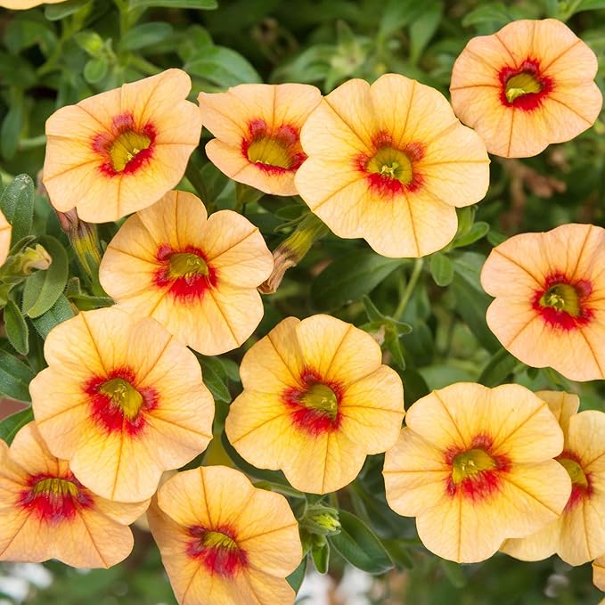 Semillas de flor de Calibrachoa para plantar Million Bells perenne herbáceo, atrae mariposas