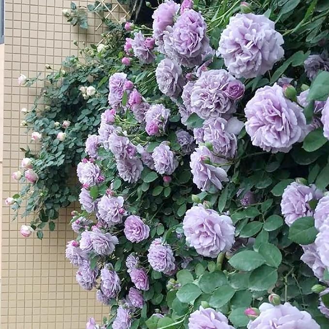Purple Climbing Rose Seeds Fragrant Blooms for Cutting, Floral Arrangements And Pollinator Attraction Vertical Garden Accents for Trellises, Arbors And Fences