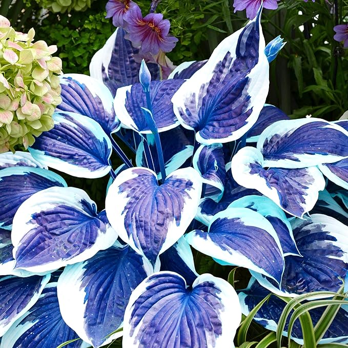 Dunkelblaue Hosta-Samen zum Pflanzen