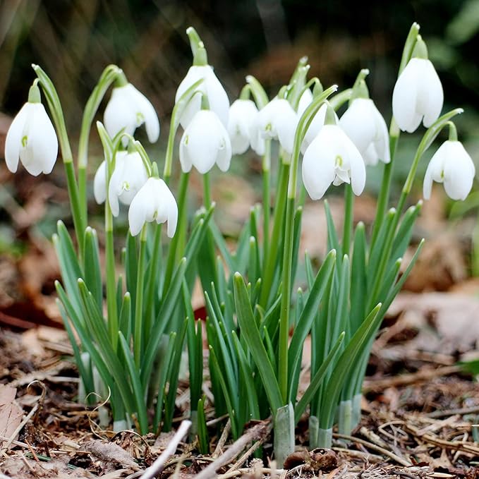 Semillas de flores Galanthus Elwesii para plantar, elegantes flores de campanilla de invierno para una exhibición encantadora y temprana de jardín en primavera