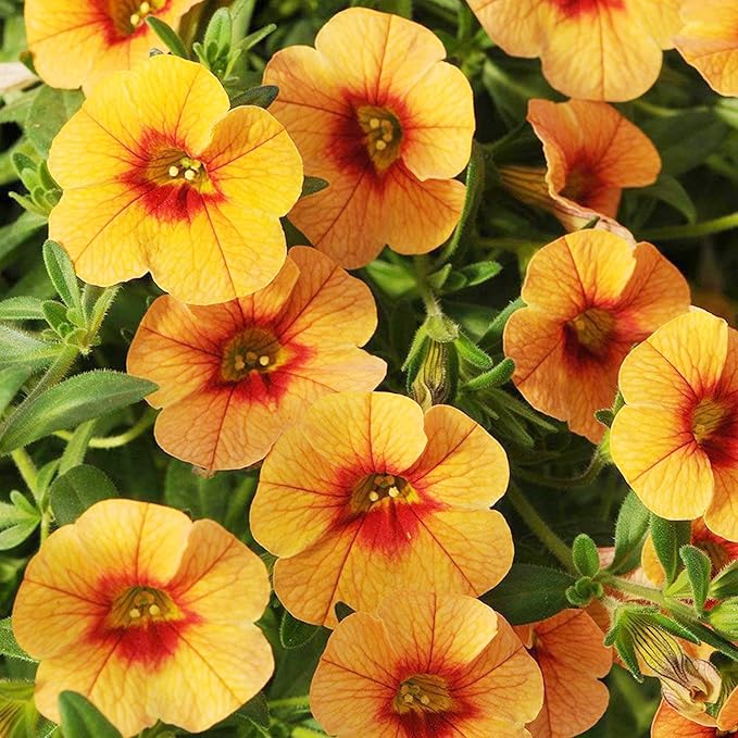 Semillas de flor de Calibrachoa para plantar Million Bells perenne herbáceo, atrae mariposas
