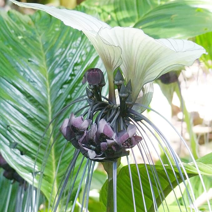 Semillas de Tacca Integrifolia Flor de Murciélago Blanca Planta Tropical Ornamental de Interior, Libre de OGM, 5 Piezas