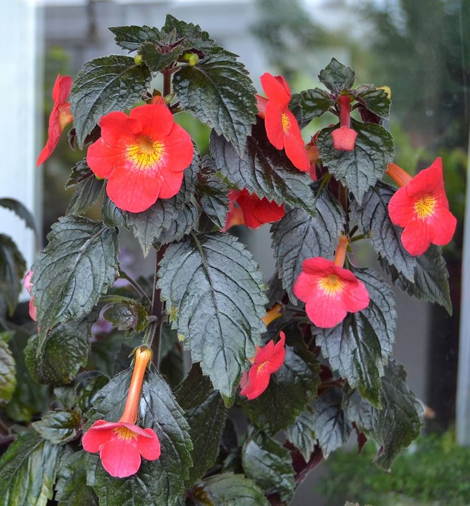 Semillas de flores Achimenes 'S Sunburst Northwood, flores exquisitas para iluminar tu jardín