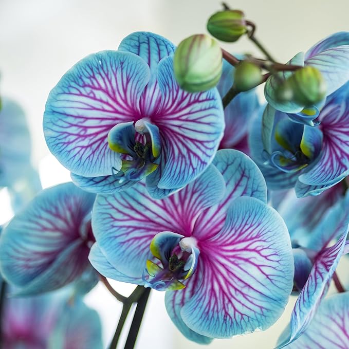 Phalaenopsis-Orchideen-Samen, seltene blaue und rosa Blüten