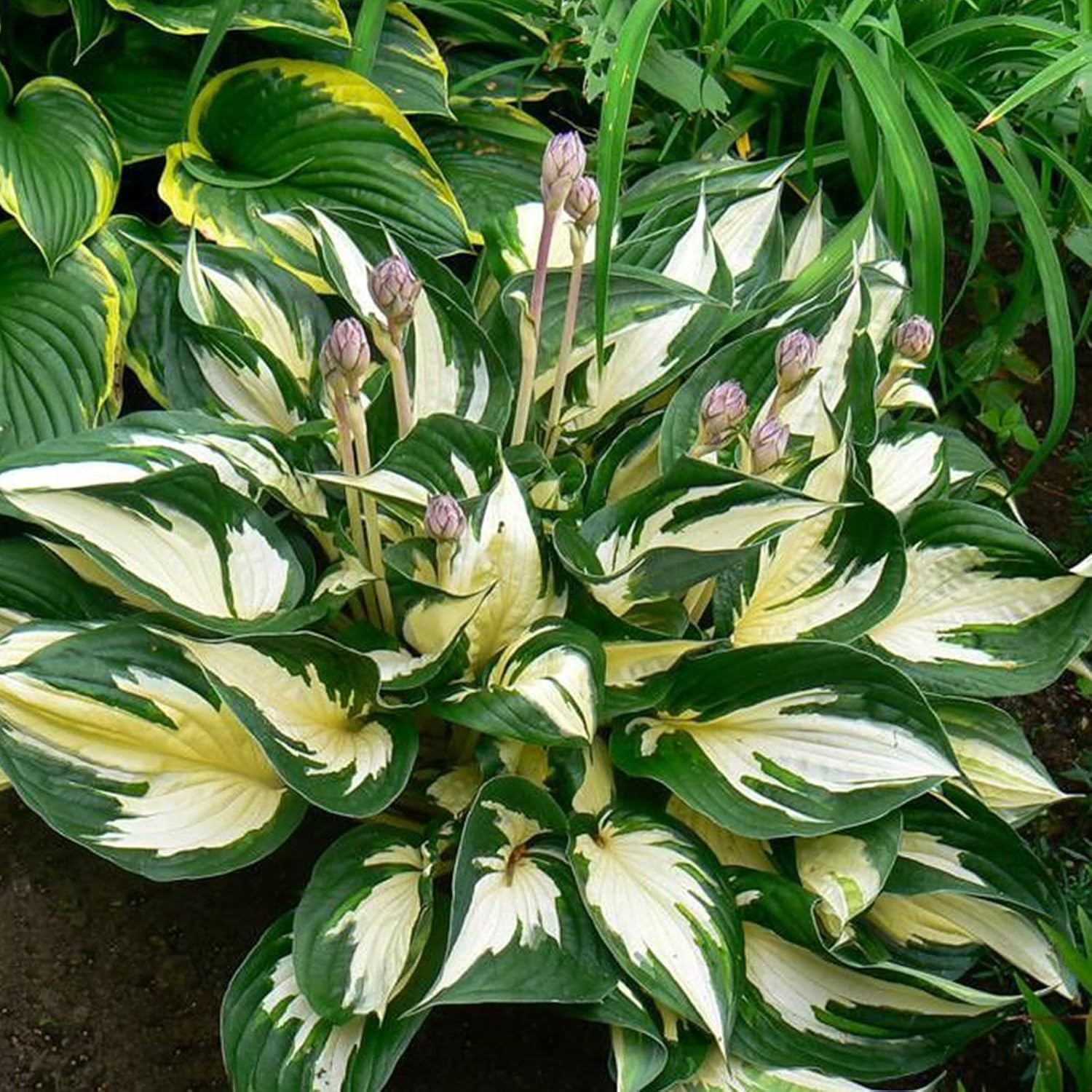Semi di Hosta Fuoco e Ghiaccio e Contrasto Vivace per Spettacolari Esposizioni in Giardino