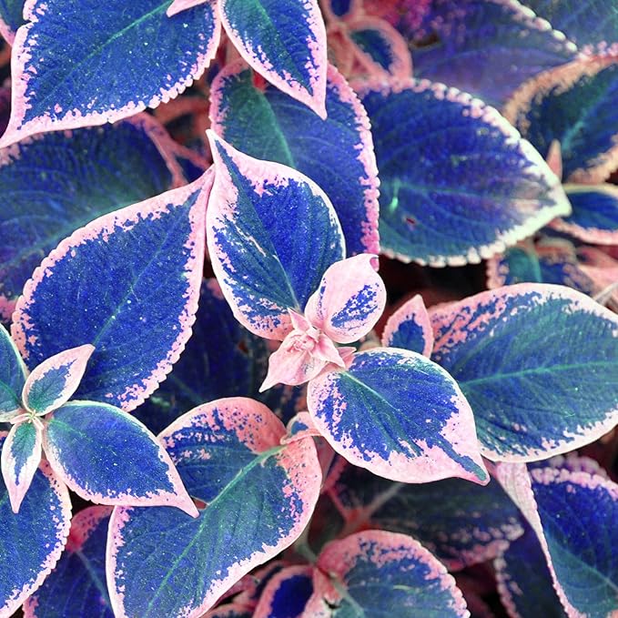 Semillas raras de coleus Blue Mix, follaje vibrante para jardín y macetas