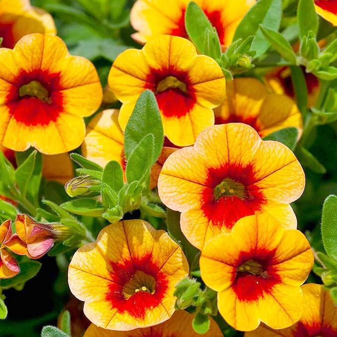 Semillas de flor de Calibrachoa para plantar Million Bells perenne herbáceo, atrae mariposas