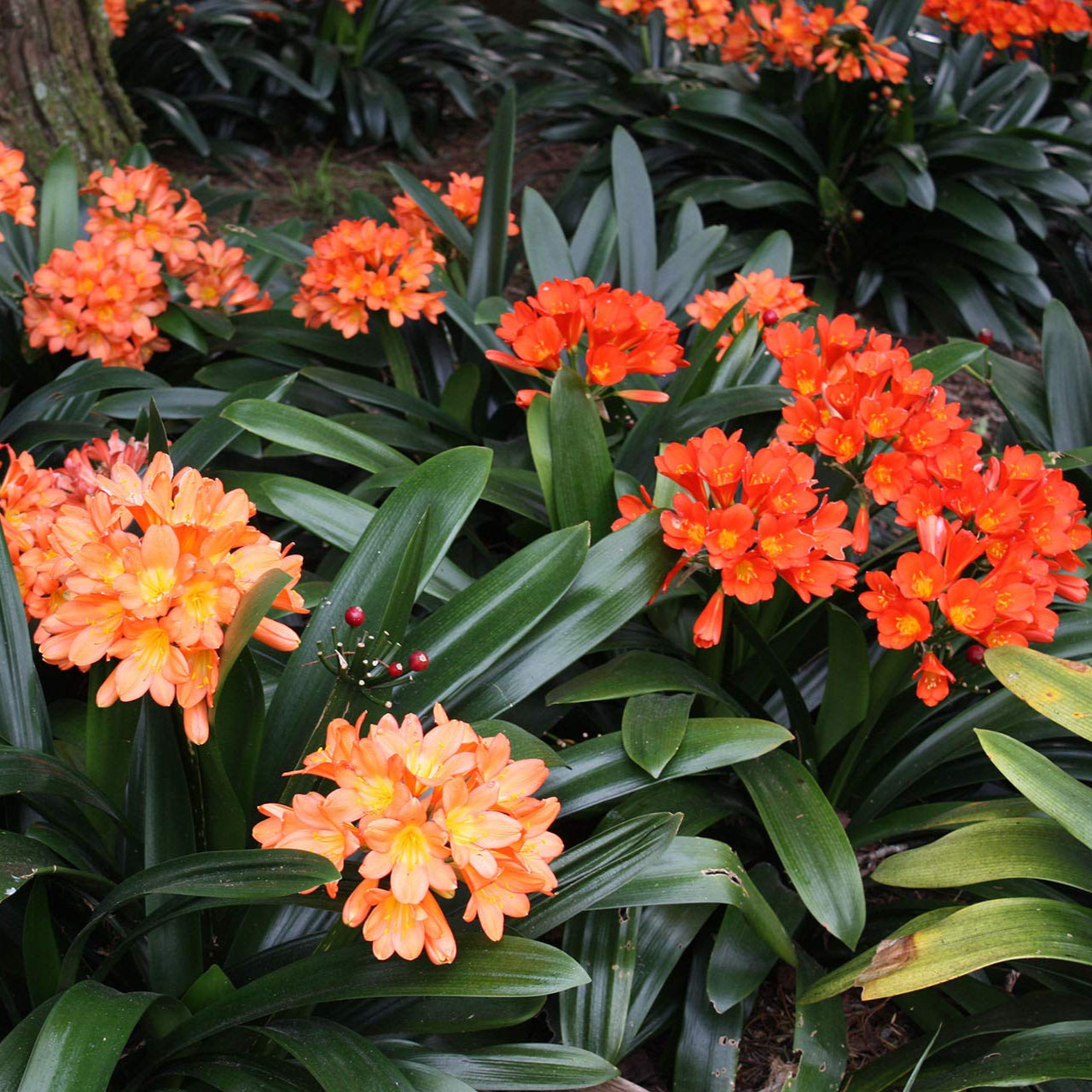 Clivia Mixed Seeds for Planting - 100 pcs - Flower seeds