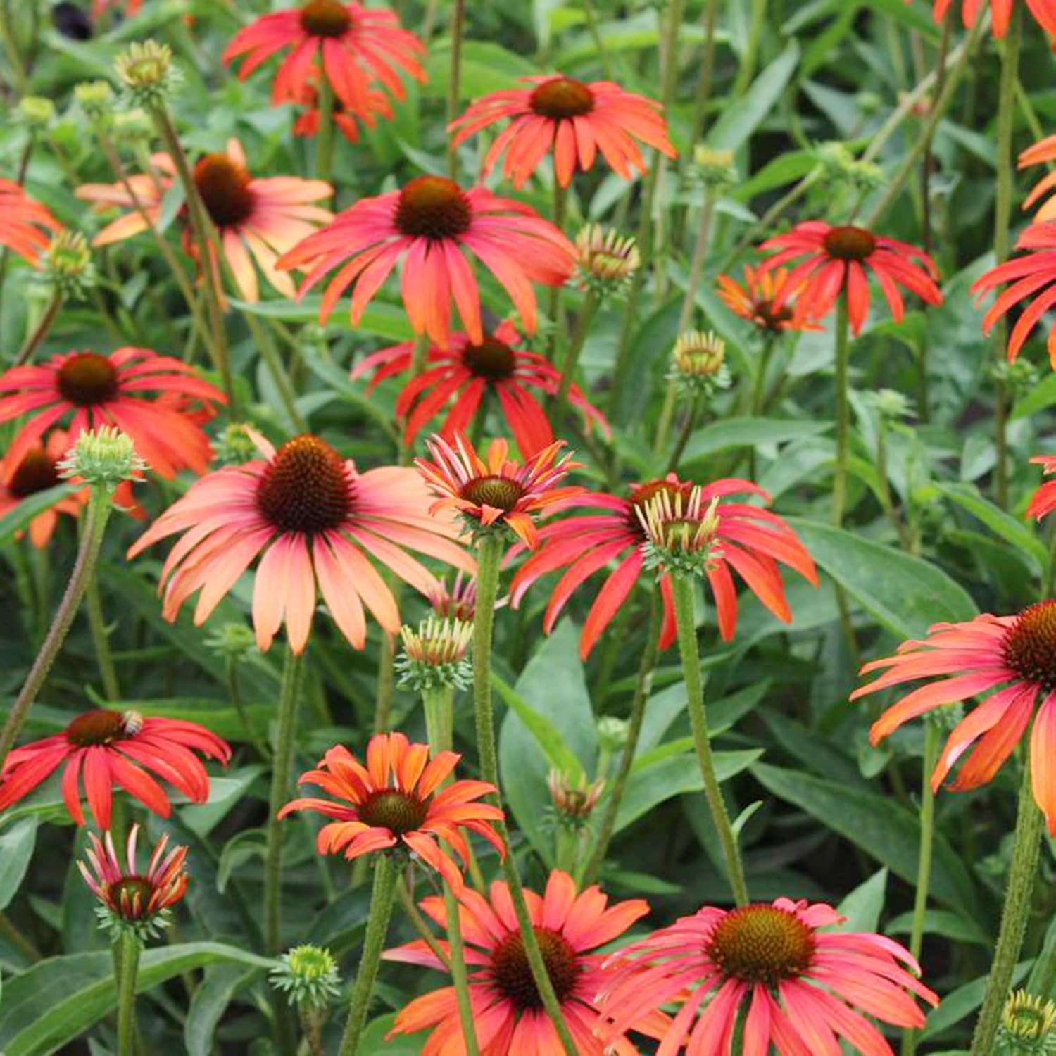 Echinacea Seeds (Tomato Soup Echinacea Seeds) - Vibrant Orange-Red Perennial Blooms