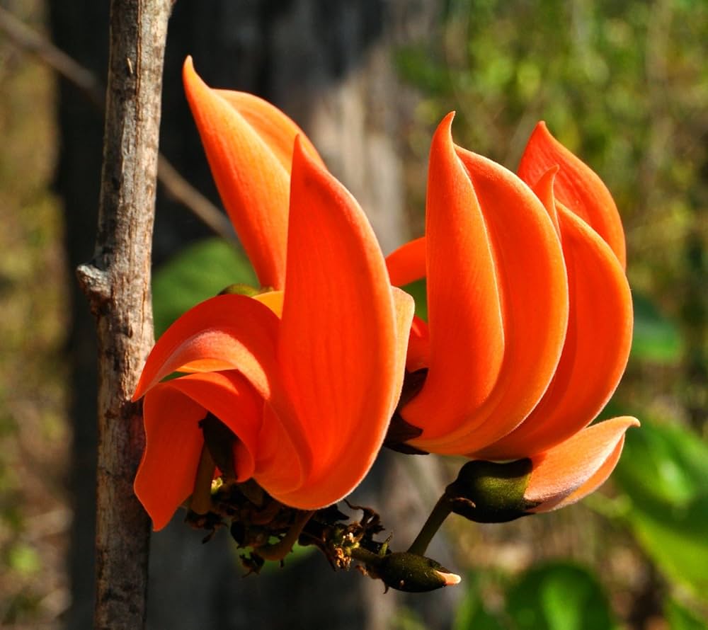 Butea Monosperma Seeds – Flame of the Forest Tree for Garden Planting