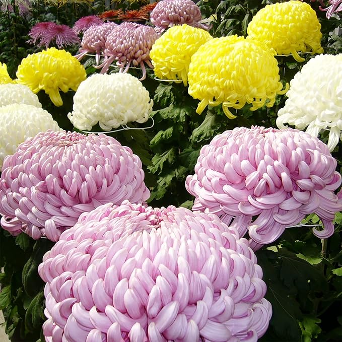 Chrysanthemum Seeds Colorful Diverse Flowers Popular Ornamental Plants for Vibrant Blooms in Gardens, Landscapes Floral Arrangements Flower Seeds