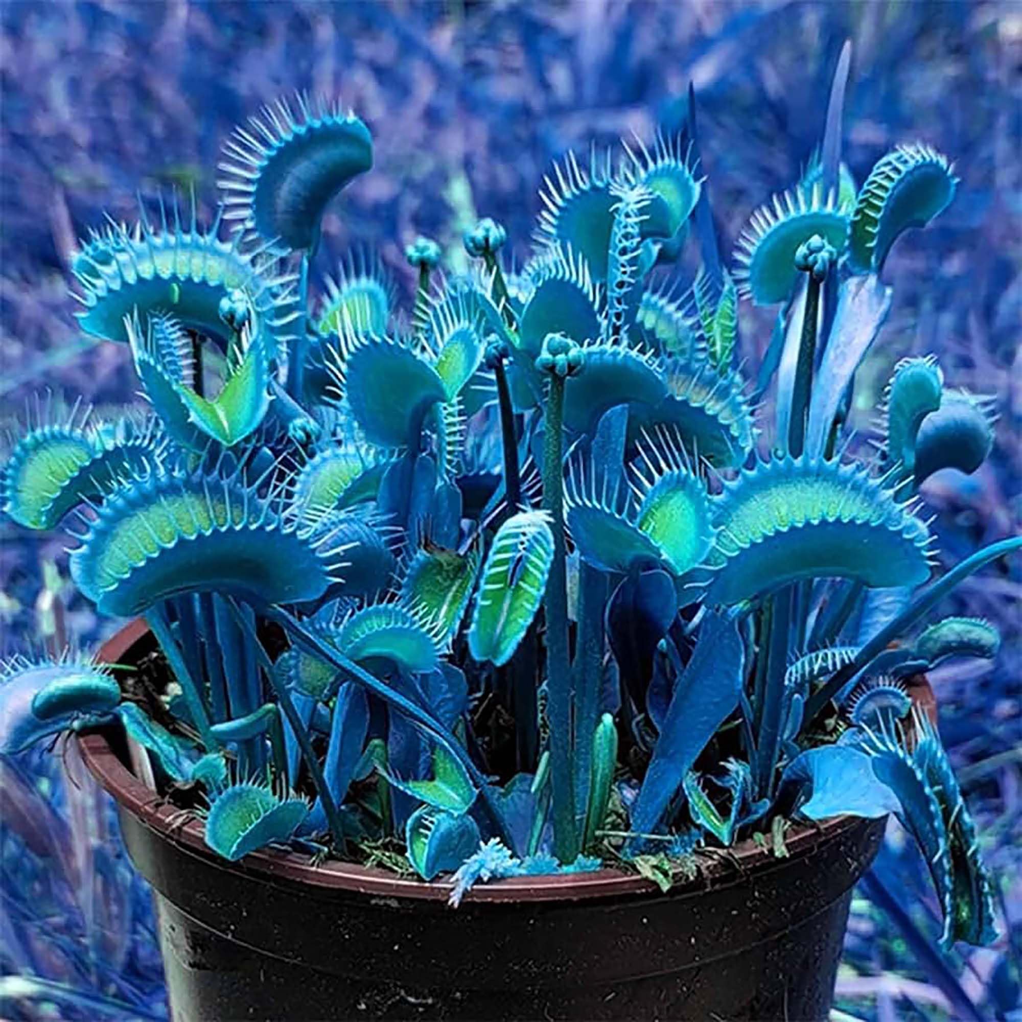 Semillas de Venus Atrapamoscas Azul Dionaea Muscipula Tolerante al Calor, Libre de OGM, en Maceta para Estanque Exterior