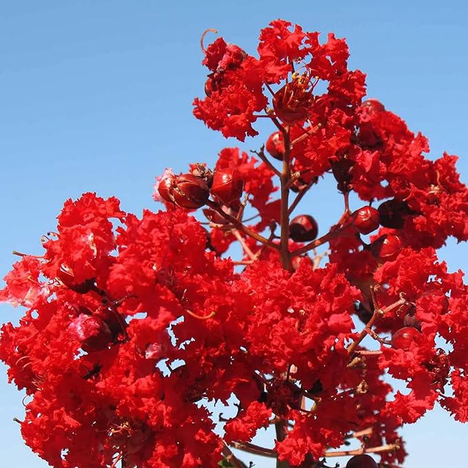 Semillas de Mirto Rojo - Lagerstroemia Indica Árbol o Arbusto Deciduo con Flores para Seto y Pantalla - 35 Piezas
