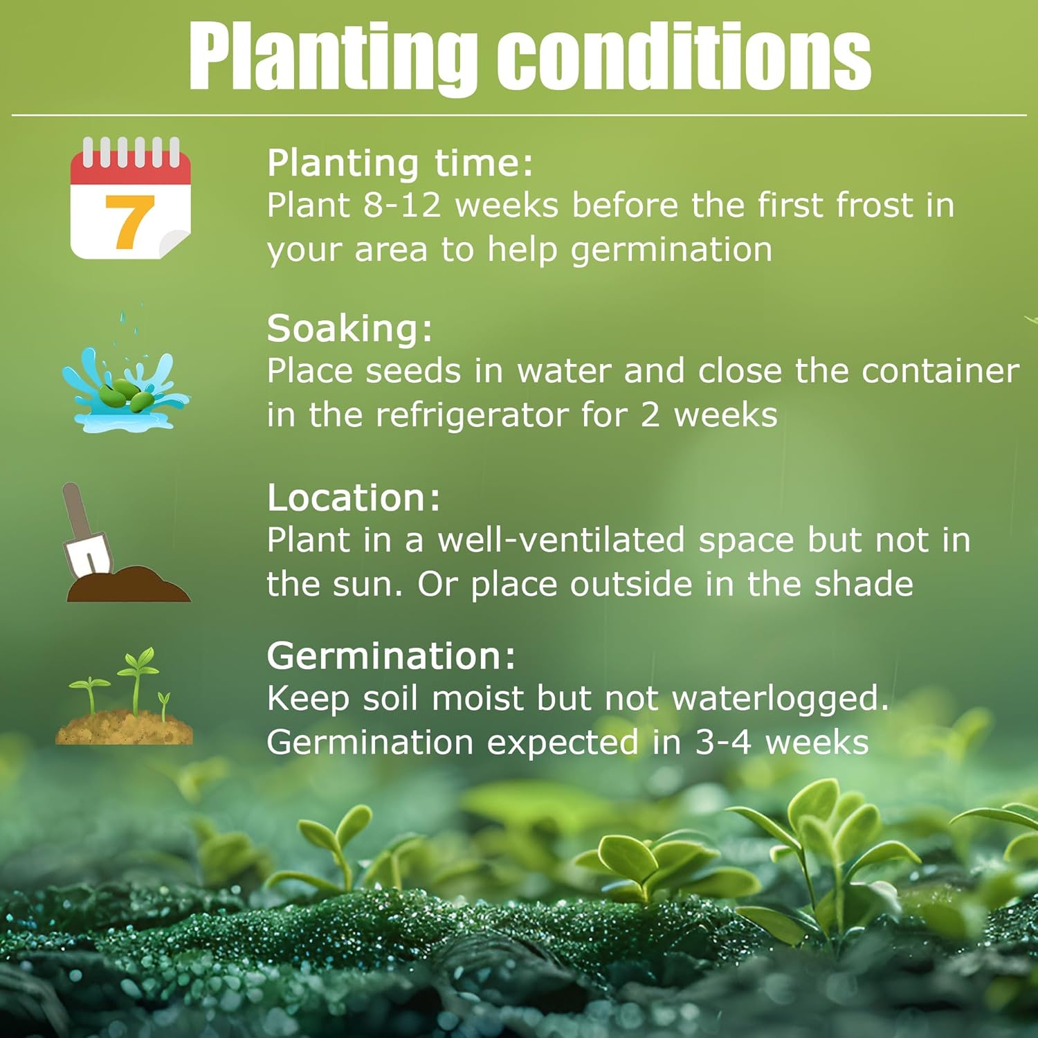 Semillas de Hosta Azul Perennes, Semillas de Hosta Premium para Plantación en Jardín Exterior