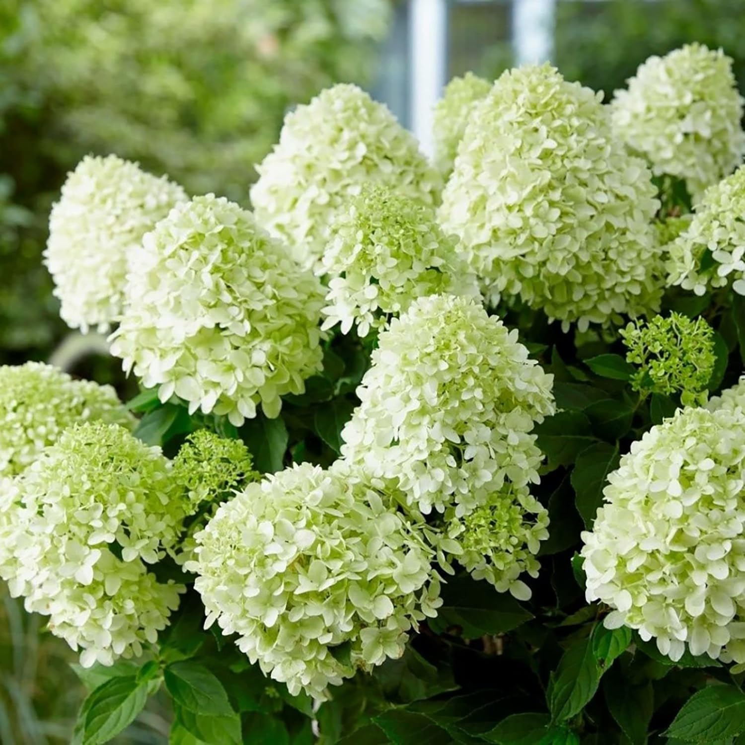 Semillas de Hydrangea Paniculata - Hortensia Peegee, Crecimiento Rápido, Atrae Polinizadores, Perfecta para Camas, Bordes, Patio, Exterior - 50 Semillas de Arbusto Florido