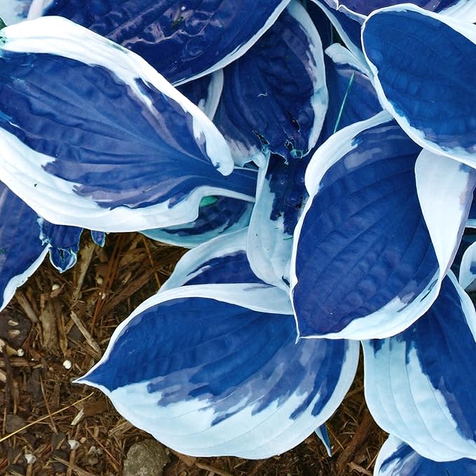 Dunkelblaue Hosta-Samen zum Pflanzen