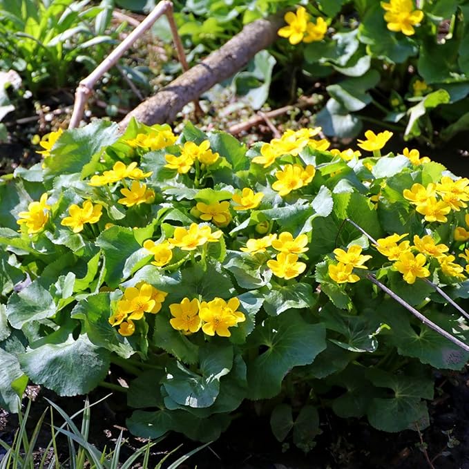 Semillas de Caléndula de Pantano (Caltha Palustris) Planta Perenne con Flores para Estanques y Arroyos, Atrae Polinizadores