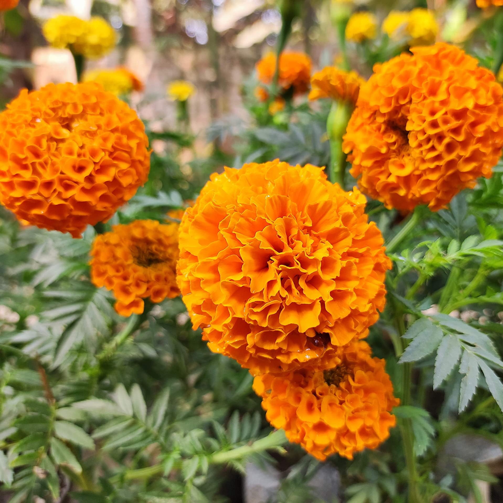Semillas de Tagetes erecta de caléndula africana, flores grandes y vibrantes para jardines
