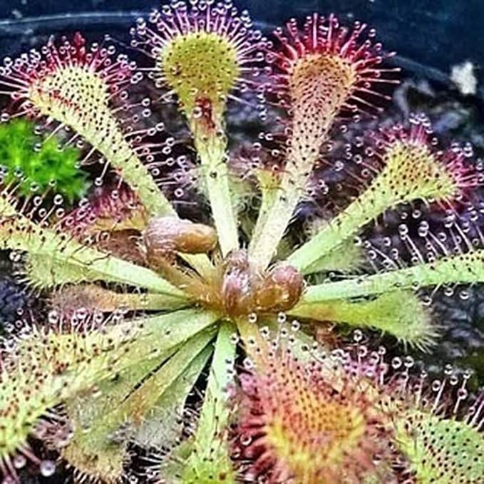 Semillas de Venus atrapamoscas – Semillas de planta carnívora Dionaea Muscipula