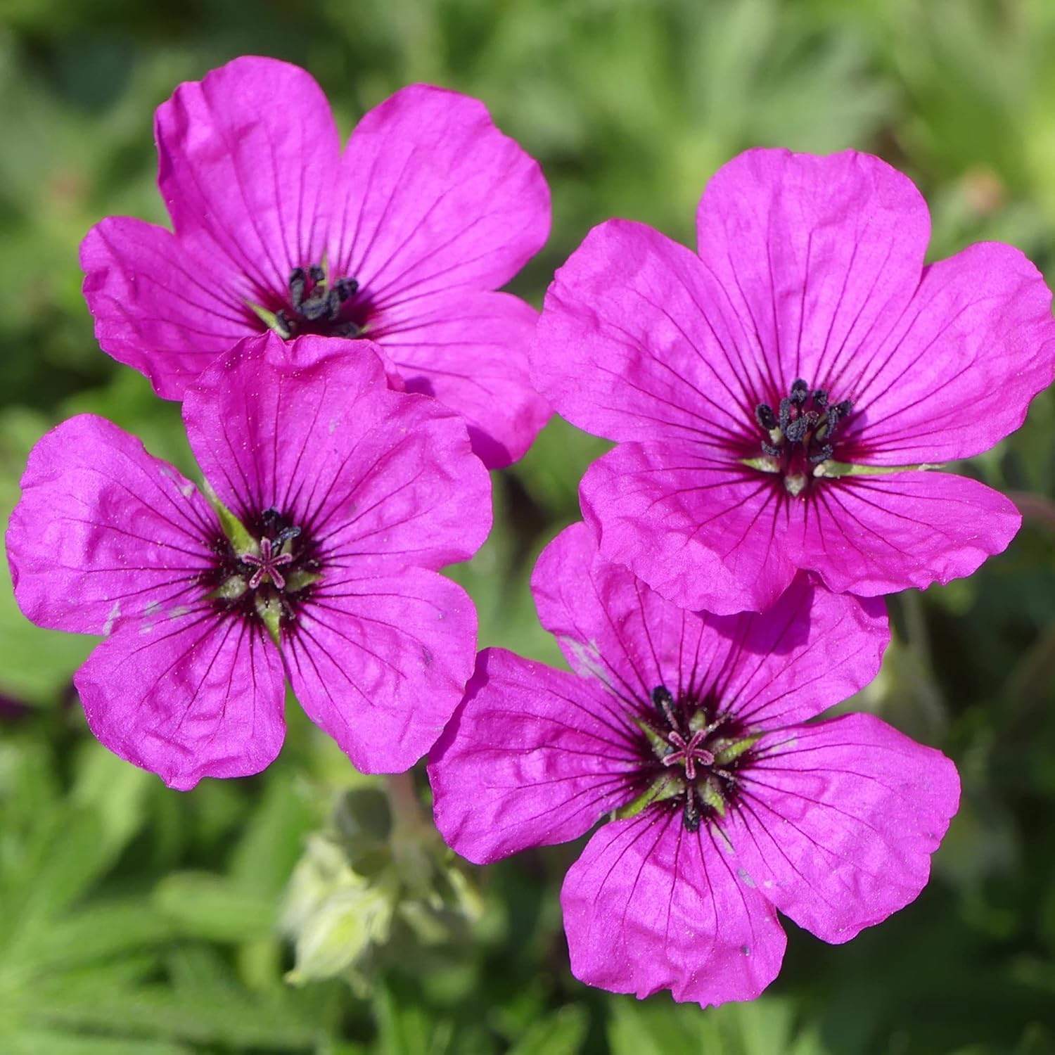 Semillas de Geranio Perennes Siempreverdes Cranesbill Atrae Mariposas Resistente a Ciervos y Conejos Cubierta de Suelo Jardín de Rocas Patio Exterior 200 Piezas Semillas de Flores