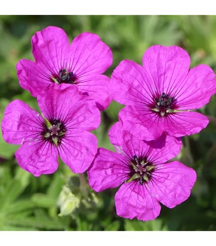 300 semi di geranio | Altamente apprezzati per bellezza e versatilità | Foglie profumate | Piante ornamentali a bassa manutenzione | Ideali per giardini e contenitori