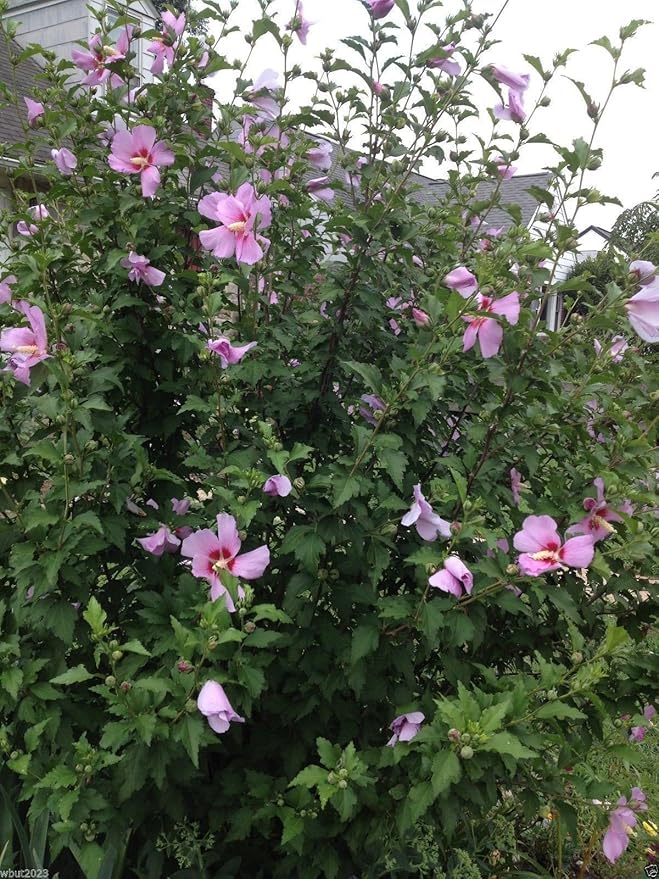 Hibiscus Rose of Sharon (Hibiscus syriacus) Seeds - Cold Hardy, Perennial - 50 Pcs