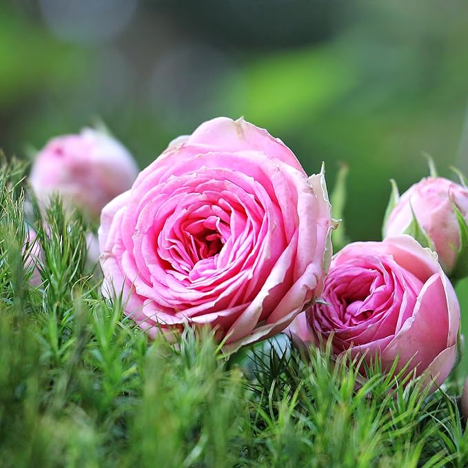 Semillas de Lisianthus Rosa para Plantar, Eustoma Grandiflorum Perenne