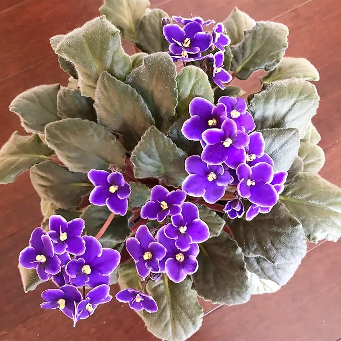 Mixed Color African Violet Seeds, Perennial Flower Seeds for Vibrant Indoor & Outdoor Blooms