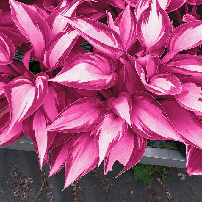 Pink White Hostas Seeds For Planting