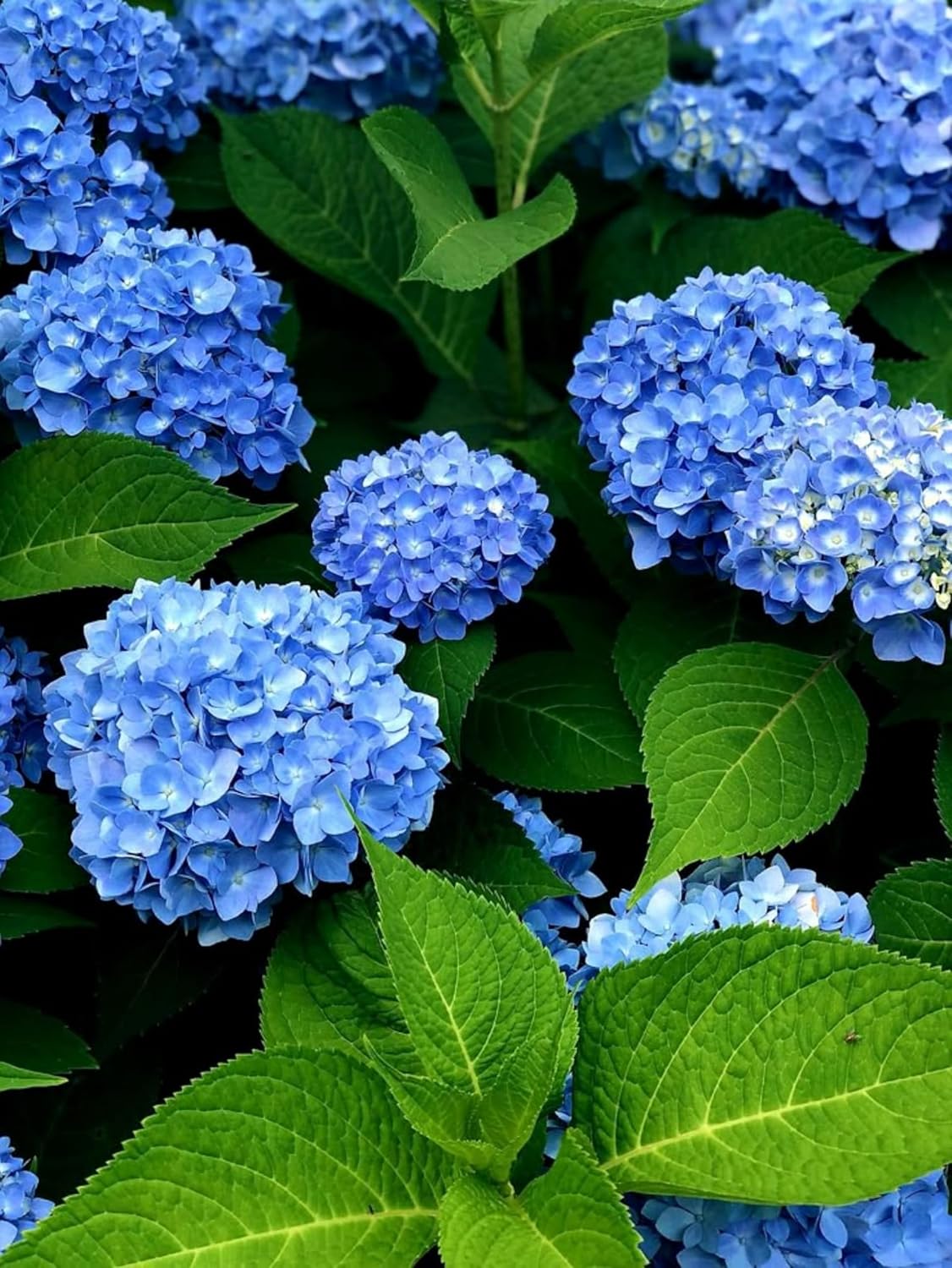 Semillas de Hortensia Azul – Flores Vibrantes para Jardines Elegantes