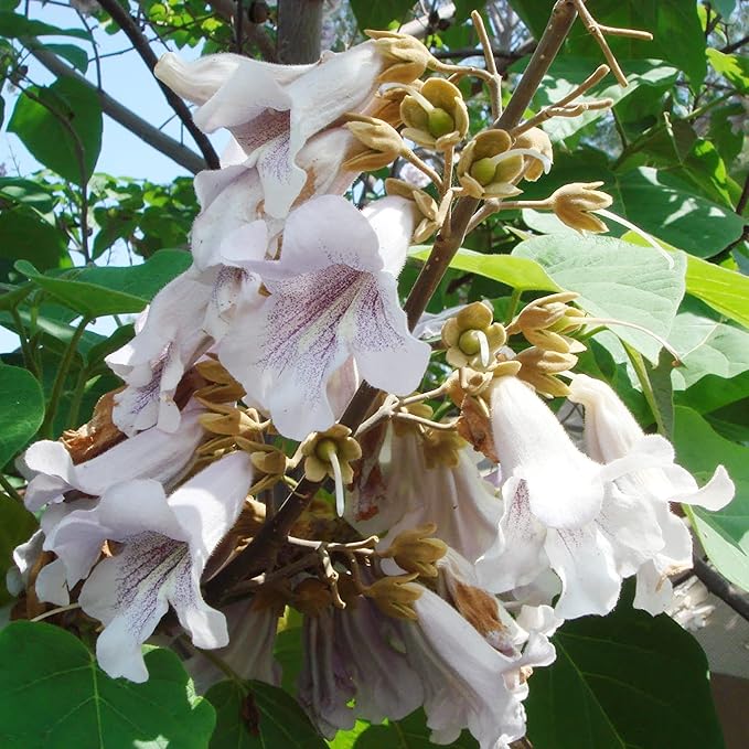 Semillas de Paulownia Fortunei - Árbol Emperatriz, Paulownia Real, Árbol Caducifolio de Crecimiento Rápido, Fragante y Amigable para Polinizadores para Jardín Ornamental