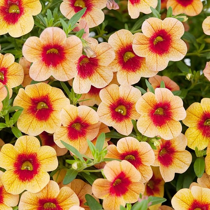 Semillas de flor de Calibrachoa para plantar Million Bells perenne herbáceo, atrae mariposas