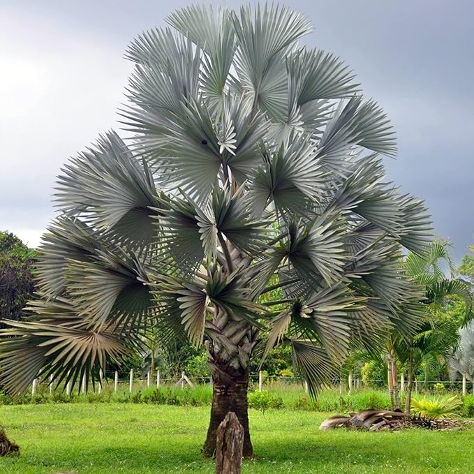 Semillas de Palma Bismarck, Bismarckia Nobilis, Bajo Mantenimiento y Tolerante a la Sequía, Semillas de Árbol
